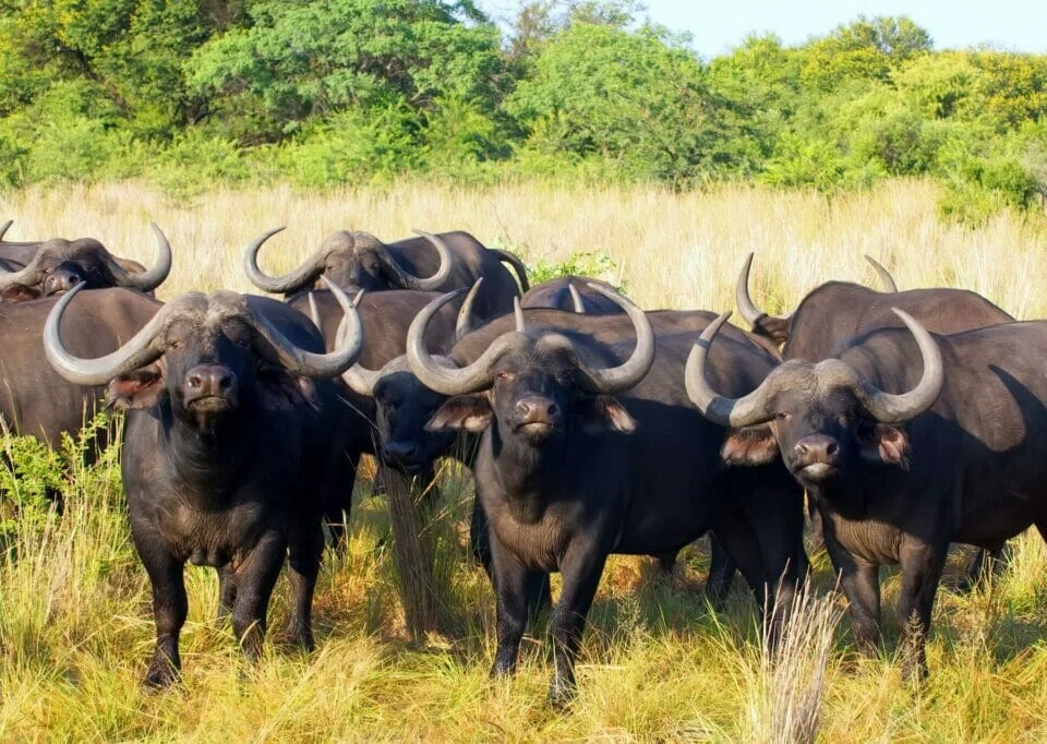 buffalo-safari-experiences-in-uganda