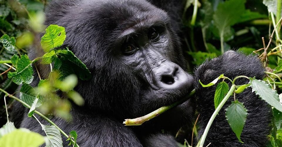 volcanoes-national-park-gorilla-trekking-tips