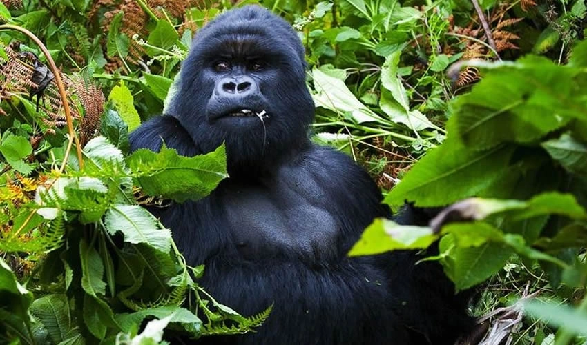 affordable-gorilla-trekking-tours